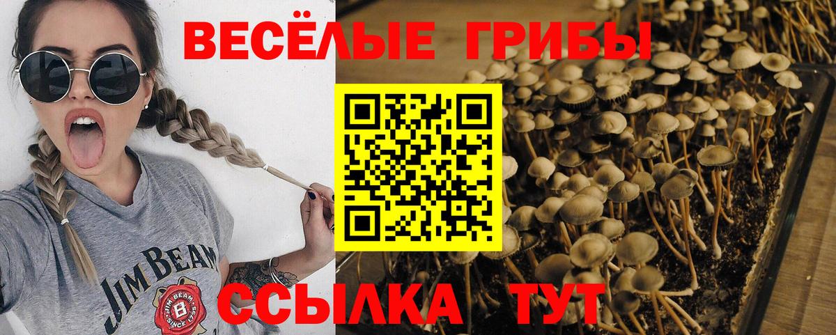 Гай  Галлюциногенные грибы Magic Shrooms  сколько стоит  Галлюциногенные грибы Cubensis  Вход с VPN 